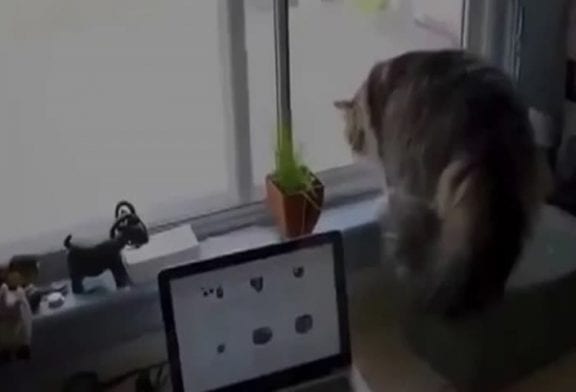 Chat voit quelque chose à l’extérieur