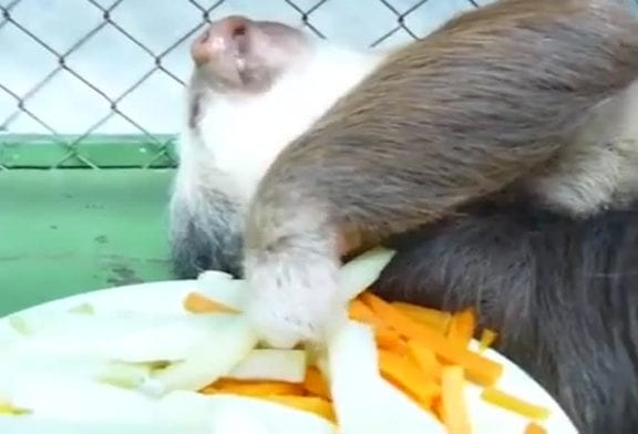 Un paresseux qui mange des carottes