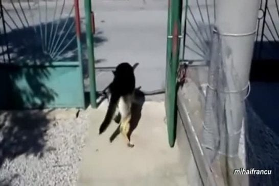 Compilation de chiens essayant de rapporter de trop grands bâtons à leur maître