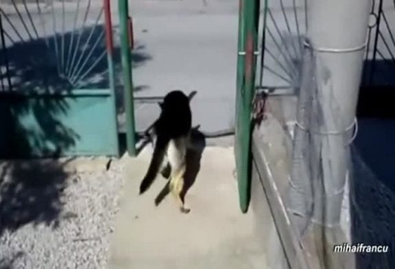 Compilation de chiens essayant de rapporter de trop grands bâtons à leur maître