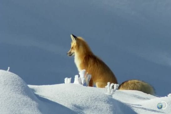 Renard attrape les souris en plongeant tête première dans la neige