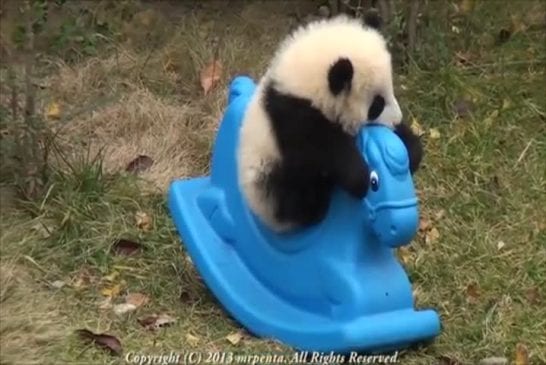 Juste un bébé panda sur un cheval à bascule