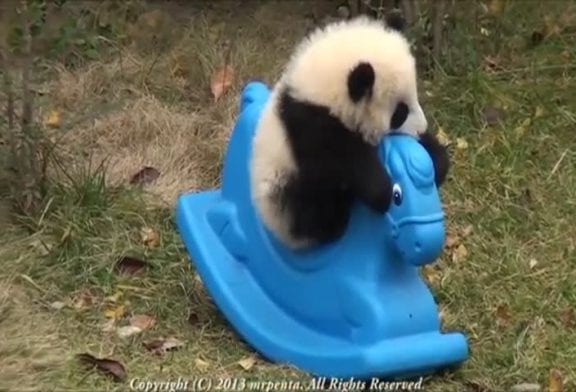 Juste un bébé panda sur un cheval à bascule