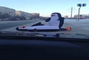 Pingouins traversent la route en Russie