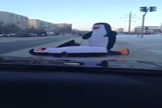 Pingouins traversent la route en Russie