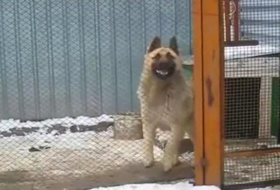 Chien qui fait du Harlem Shake