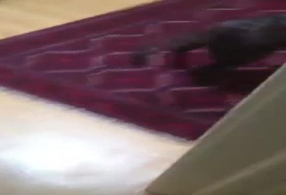 Chiot surf dans les escaliers