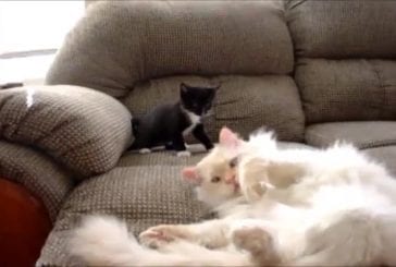 Vilain chaton agace un autre chat dormant