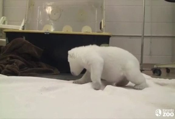 Les premiers de bébés animaux