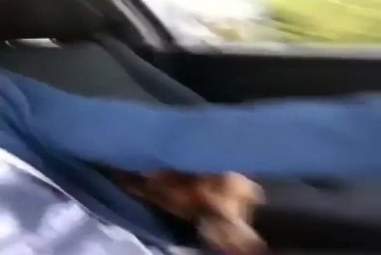 Chien a besoin de tenir la main pendant trajet en voiture