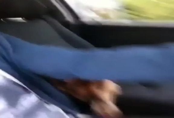 Chien a besoin de tenir la main pendant trajet en voiture