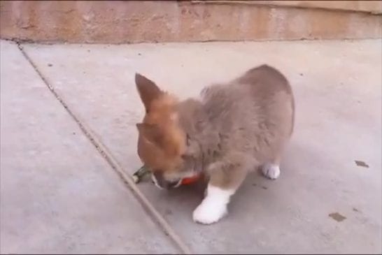 Adorable chiot conteste une citrouille suspecte