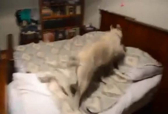 Chien husky court sur un lit