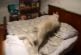 Chien husky court sur un lit