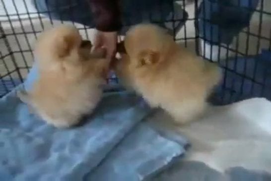 Ces 8 chiots de Poméranie sont étonnants