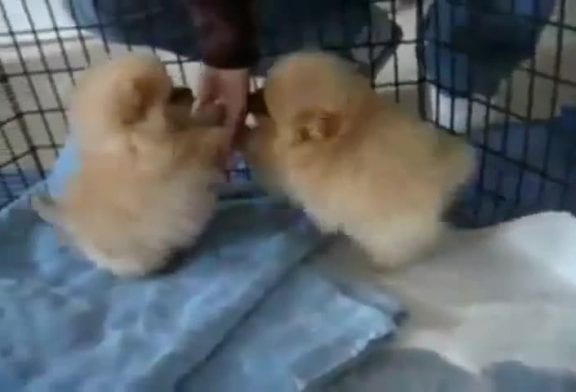 Ces 8 chiots de Poméranie sont étonnants