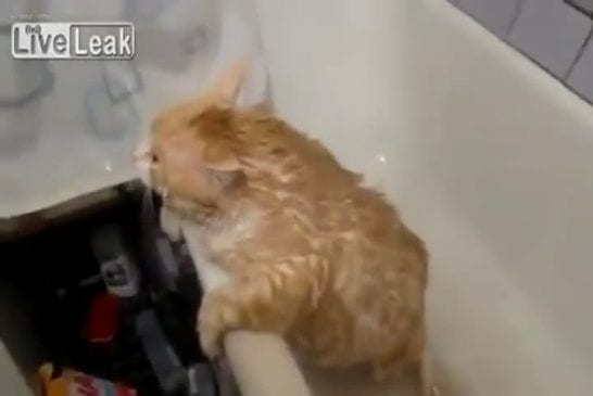 Gros chat russe ne peut pas échapper à la baignoire