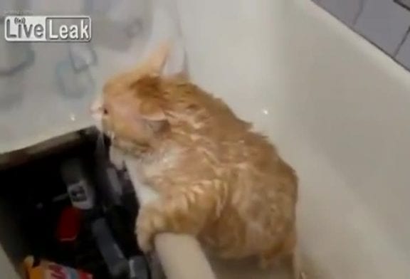 Gros chat russe ne peut pas échapper à la baignoire