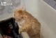 Gros chat russe ne peut pas échapper à la baignoire