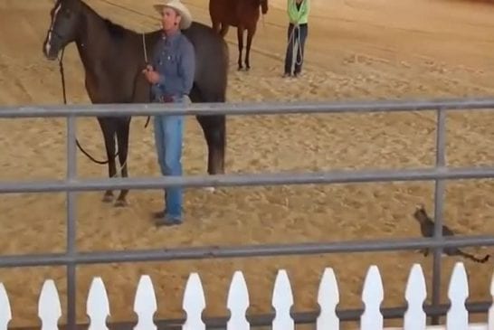 Chat courageux près d’un cheval sans méfiance