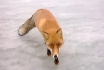 Nourrir un renard à la main durant une partie de pêche sur glace