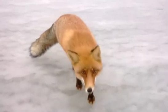 Nourrir un renard à la main durant une partie de pêche sur glace