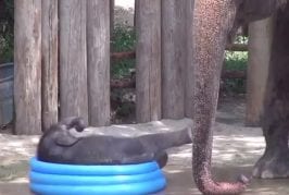 Bébé éléphant joue dans la piscine