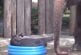 Bébé éléphant joue dans la piscine