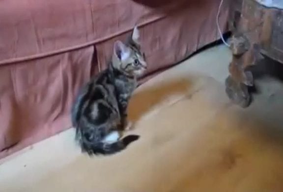 Evanouissements de chatons