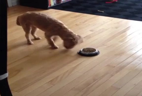 Chien s’incline devant la nourriture avant le repas