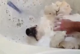 Golden retriever aime l’heure du bain