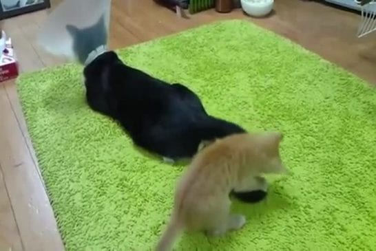 Chaton ne veut pas s’arrêter de jouer avec une queue