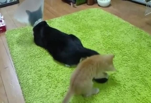 Chaton ne veut pas s’arrêter de jouer avec une queue
