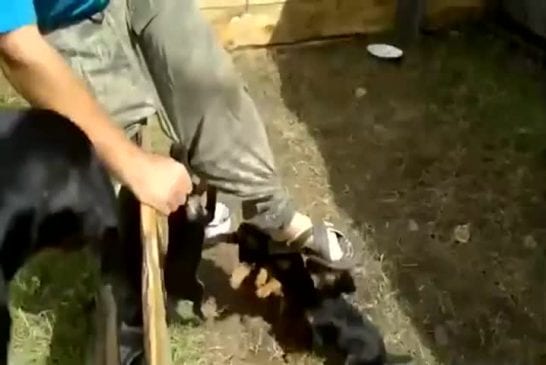 Adorables chiots attaquent un homme