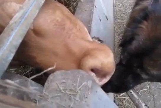 Vache donne le bain à un chien