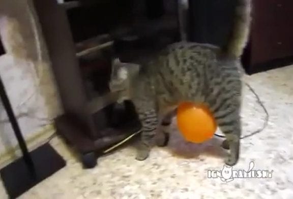 Chat vs ballon électrostatique