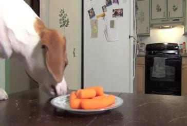 Chiens volent des carottes sur la table