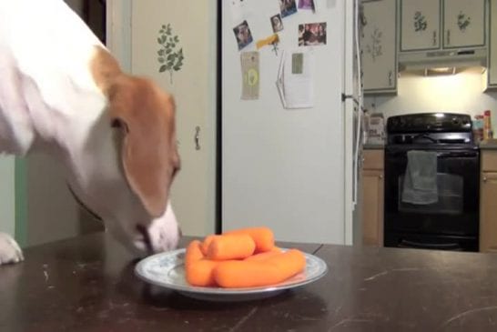 Chiens volent des carottes sur la table