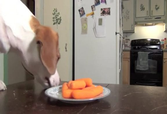 Chiens volent des carottes sur la table