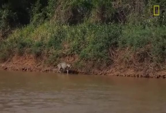 Jaguar chasse un crocodile