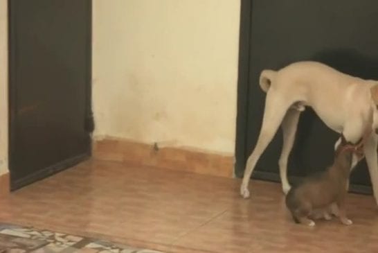 Un chien errant essaie d’enlever le collier d’un chiot