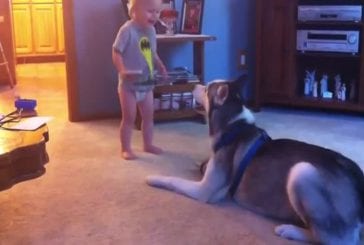 Bébé et chien husky ont une conversation profonde