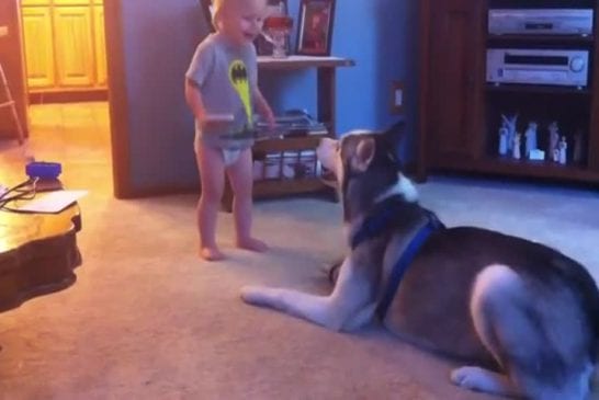 Bébé et chien husky ont une conversation profonde