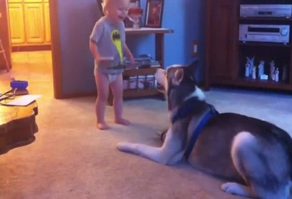 Bébé et chien husky ont une conversation profonde