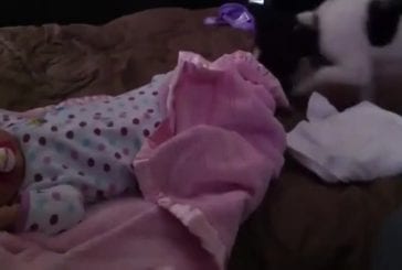 Chien borde un bébé qui dort