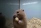 Mignon hamster remplit ses joues de maïs