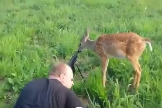 Cerfs intrépide lèche le canon d’un fusil