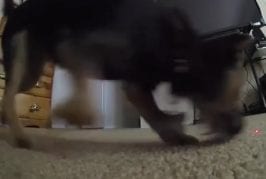 Adorable chiot pourchasse un laser