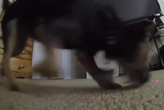 Adorable chiot pourchasse un laser