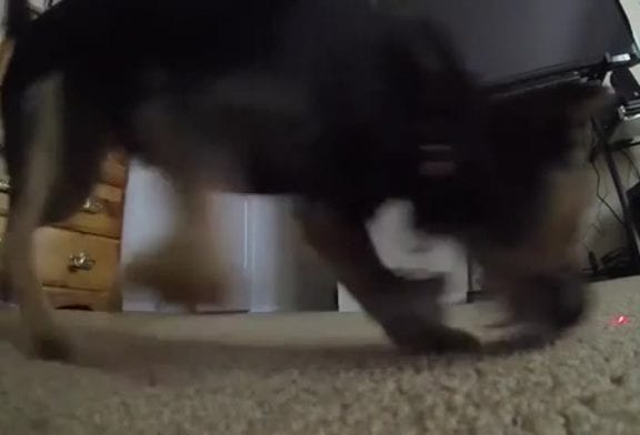 Adorable chiot pourchasse un laser